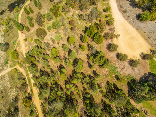 Looking dow at conifer trees with shadows - aerial view