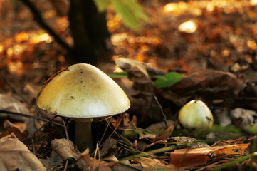Poisonous mushroom death - cap