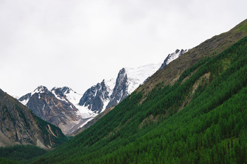 Snowy mountain top behind hill with forest under cloudy sky. Rocky ridge in overcast weather. White snow on glacier. Atmospheric landscape of majestic nature.