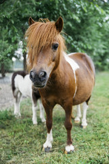 Naklejka na ściany i meble Pony horses on the farm