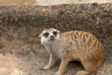 Meerkat , Suricata suricatta is african native animal, small carnivore belonging to the mongoose family in the Zoo .