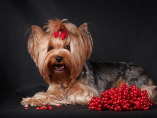 Dog breed Yorkshire Terrier with beautiful hair and a red bow lying on a black background with red berries.