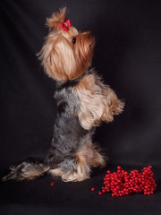 Dog breed Yorkshire Terrier with beautiful hair and a red bow stands on its hind legs on a black background.