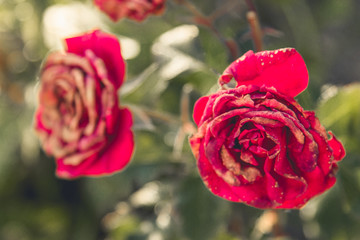 Red rose. Roses on the Bush. A rose Bush in the fall. Wild rose.