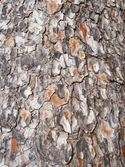 cracked rough textured full frame close up of grey and orange textured pine bark