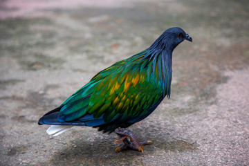Nicobar pigeon, Nicobar dove with Colorful feathers.