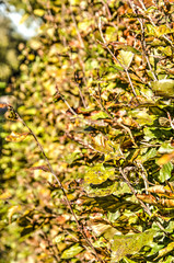 Close up of a beech hedge on a sunny day in autumn, in colors ranging from green to brown