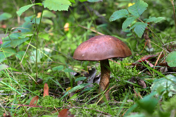 Mushroom in green grass field