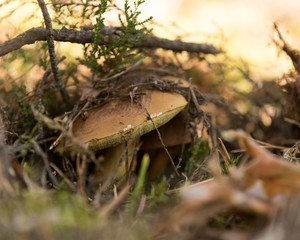  bay boletus in the autumn forest