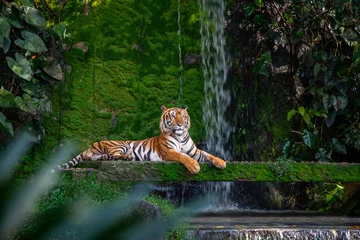 Rolgordijnen Bengaalse tijger rust in de buurt van de waterval met groen mos vanuit de jungle-dierentuin. © Nitiphonphat