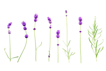 Set of lavender flowers on a white background