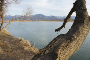 川辺の大木
