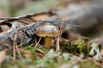  bay boletus in the autumn forest