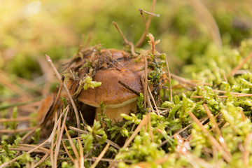  bay boletus in the autumn forest