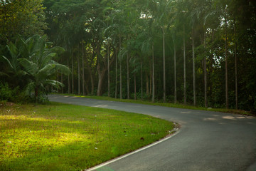 The road with a roadside tree and evening light shines.