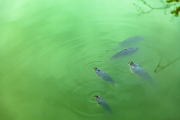 Tilapia fish is emerging above water surface to inhale air . Tilapia fish hybrid In the industrialized South East Asia