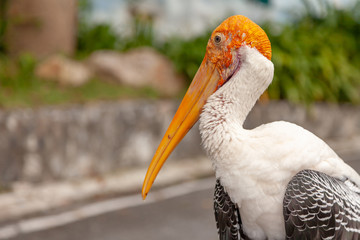 Painted stork Elegant pose on the road.Painted stork is a large wader in the stork family.They Feed in flocks in shallow waters along rivers.Organisms that are nearly in the network risk of extinction