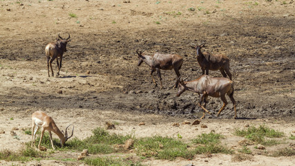 Common tsessebe in Kruger National park, South Africa ; Specie Damaliscus lunatus lunatus family of Bovidae