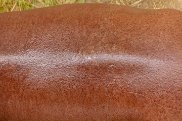 Leather skin Hippopotamus or Hippo textures