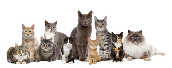 Foto op Plexiglas tien katten op een rij © Erik Lam