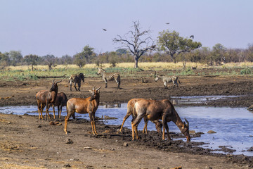 Common tsessebe in Kruger National park, South Africa ; Specie Damaliscus lunatus lunatus family of Bovidae