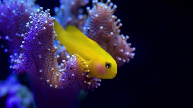 Close up video of marine life