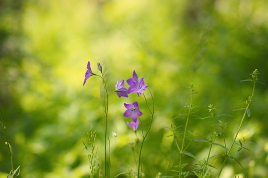 A meadow bell or a scattering bell is a plant of the genus Campanula
