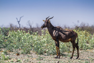 Common tsessebe in Kruger National park, South Africa ; Specie Damaliscus lunatus lunatus family of Bovidae
