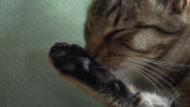 getigerte Katze putzt sich