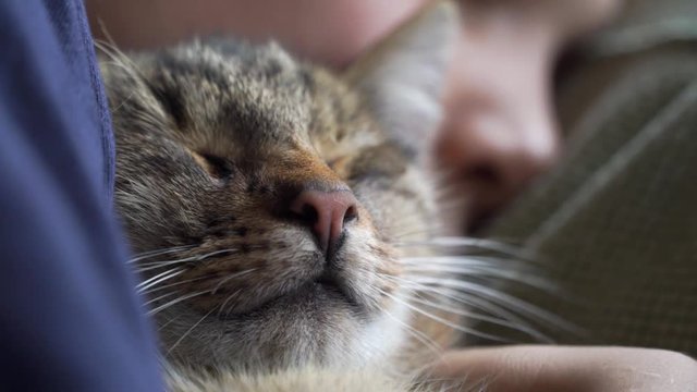 Kind schl&auml;ft und h&auml;lt Katze im Arm