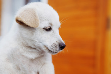 White puppy plays, pulls and frolics with the mistress.