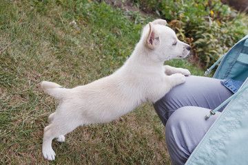 White puppy plays, pulls and frolics with the mistress.