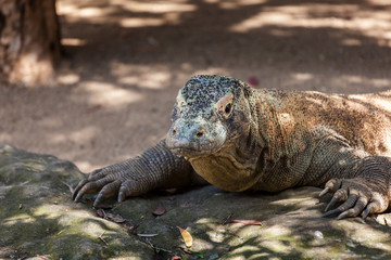 Komodo Dragon portrait as the reptile rests on a rock.