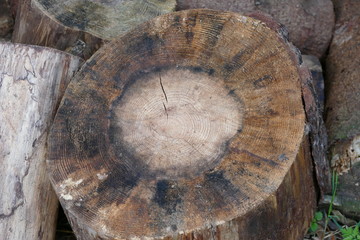 year rings dead tree