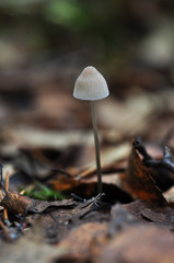 White poison mushroom