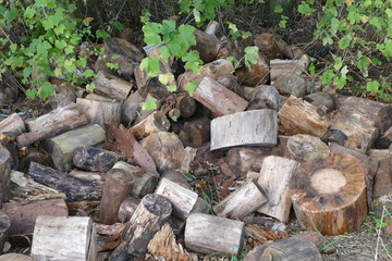 masses of old wood