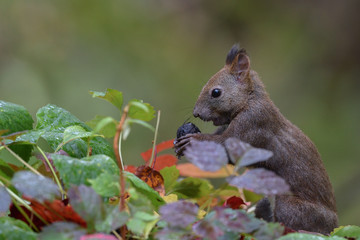Fototapeta premium 秋のエゾリス
