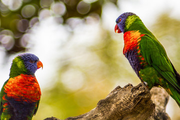 Two Parrots