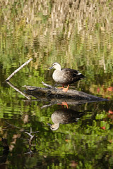 鴨と紅葉
