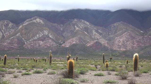 Cardon grande cactuses (Echinopsis terscheckii) at the Los Cardones National Park. Salta, Argentina