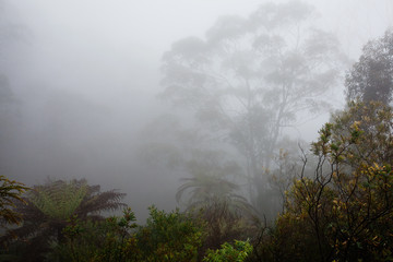 Trees and foggy atmosphere in the Blue Mountains National Park at Katoomba in the Blue Mountains, New South Wales, Australia.