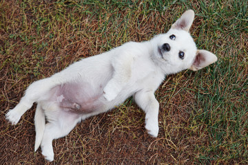 White puppy plays, pulls and frolics with the mistress.