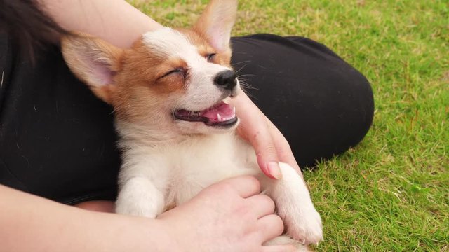 One Welsh Corgi puppy enjoy massage ,4k
