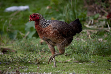 Hens find food on the green lawn.
