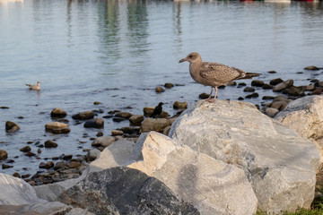 brown seagull posing on a rock with water and rocks in background