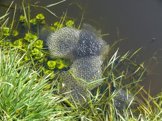 Beautiful spawn of a frog in a puddle, hundreds eggs of a frog in jelly gel, at the waterside, little waterplants in a creek.