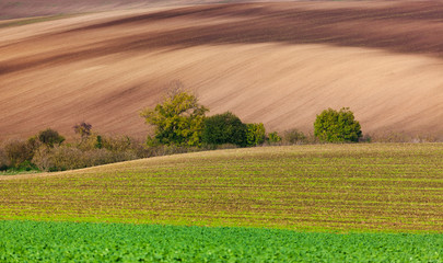 Famous moravian fields - Czech Republic