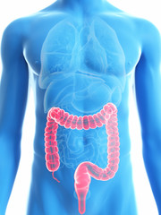 3d rendered medically accurate illustration of a mans colon