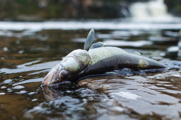 Obraz premium Dead poisoned fish lies on the banks of the river, environmental pollution