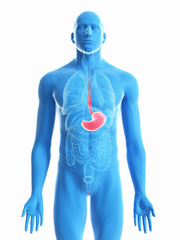 3d rendered medically accurate illustration of a mans stomach